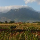 Agriculture, field and mountain